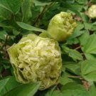 10 PCS Seeds Rare 'Dou Lv' Green Peony Tree Flower