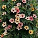 20 PCS Seeds Susan Rose Red Flowers with Black Eye