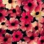 20 PCS Seeds Susan Rose Red Flowers with Black Eye