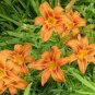 400 PCS Seeds Tawny Daylily