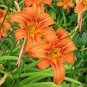 400 PCS Seeds Tawny Daylily