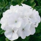 10 PCS Seeds White Purple Lobed And Finely Wrinkled Geranium 10 PCS Seeds White Purple Lobed And Finely Wrinkled Geranium