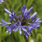 200 PCS Seeds Agapanthus Africanus Flower