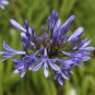 200 PCS Seeds Agapanthus Africanus Flower