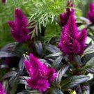 600 PCS Seeds Flamingo Cockscomb