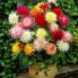 160 PCS Seeds Dahlia Pinnata Variabilis