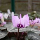 10 PCS Seeds Rare Cyclamen Persicum Wild Species Pale Pink White Magenta Nose Flower 10 PCS Seeds Rare Cyclamen Persicum Wild Species Pale Pink White Magenta Nose Flower