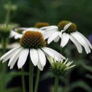 200 PCS Seeds Rare Middle-sized White Echinacea Coneflower Perennial Plants 200 PCS Seeds Rare Middle-sized White Echinacea Coneflower Perennial Plants