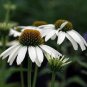 200 PCS Seeds Rare Middle-sized White Echinacea Coneflower Perennial Plants
