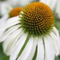 200 PCS Seeds Rare Middle-sized White Echinacea Coneflower Perennial Plants