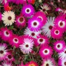 4 PCS Seeds Rosemarie' Dark Red Desert Rose Adenium Obesum