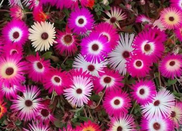 4 PCS Seeds Rosemarie' Dark Red Desert Rose Adenium Obesum