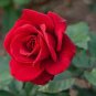 100 PCS Seeds Large Feral Red Rose Flower