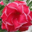 4 PCS Seeds Mixed 2 types of Adenium Desert Rose 4 PCS Seeds Mixed 2 types of Adenium Desert Rose