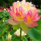 2 PCS Seeds Rrare Heirloom Light Yellow Nelumbo Nucifera Lotus with Red Top Flower