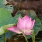 2 PCS Seeds Rrare Heirloom Light Yellow Nelumbo Nucifera Lotus with Red Top Flower