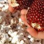 20 PCS Seeds Strawberry Red Popcorn