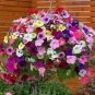 400 PCS Seeds Balcony Patio Flower Bonsai Mixed Color Hanging Petunia