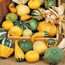 16 PCS Seeds Heirloom 'Jindi' Small Ornamental Gourd
