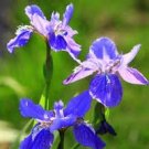 200 PCS Seeds Iris Tectorum Seeds Mixed 9 Colors 200 PCS Seeds Iris Tectorum Seeds Mixed 9 Colors