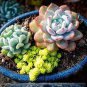200 PCS Seeds Succulent Plants Bonsai