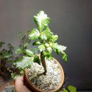 2 PCS Seeds Bursera Hindsiana Torote Prieto Torchwood