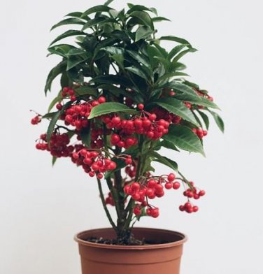 20 PCS Seeds Coral Berry Ardisia Crenata