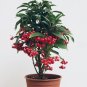 20 PCS Seeds Coral Berry Ardisia Crenata