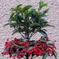 20 PCS Seeds Coral Berry Ardisia Crenata