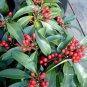 20 PCS Seeds Coral Berry Ardisia Crenata