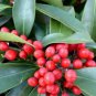 20 PCS Seeds Coral Berry Ardisia Crenata