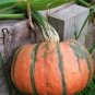 60 PCS Seeds Edible Large Orange Pumpkin with Green Stripe