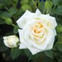 100 PCS Seeds Large Light Rose Flower