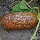 10 PCS Seeds Old Cucumber Vegetable Organic 10 PCS Seeds Old Cucumber Vegetable Organic