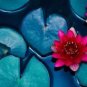 2 PCS Seeds 'Bride' Red Lotus Flower Water Lily Flower Aquatic Plants