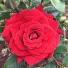 200 PCS Seeds Garden Rose Seeds Big Double Flowers Climbing Plants