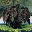 200 PCS Seeds Giant Elephant Ear