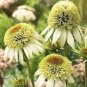 200 PCS Seeds 'Mozzarella' Echinacea Coneflower