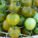 600 PCS Seeds Green Cherry Tomato 'Saintess' Organic 600 PCS Seeds Green Cherry Tomato 'Saintess' Organic