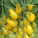 600 PCS Seeds Harbin Yellow Pear Cherry Tomato 600 PCS Seeds Harbin Yellow Pear Cherry Tomato