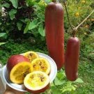 20 PCS Seeds Heirloom New Cassabanana Sicana Odorifera