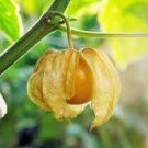 500 PCS Seeds Heirloom Physalis alkekengi Yellow Chinese Lantern Bladder Cherry Big Fruit