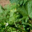 40 PCS Seeds Malva Verticillata Donghancai Herb