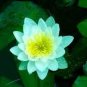 2 PCS Seeds Nelumbo Nucifera Dark Blue Lotus Flowers New Variety