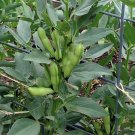10 PCS Seeds Masterpiece Green Broad Bean 10 PCS Seeds Masterpiece Green Broad Bean