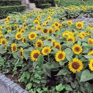 30 PCS Seeds Sunny Smile F1 Sunflower