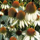 400 PCS Seeds Echinacea Hybrida 'Caribbean Green' Greyish Green