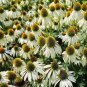 400 PCS Seeds Echinacea Hybrida 'Caribbean Green' Greyish Green