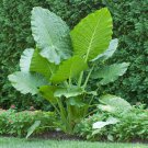 200 PCS Seeds Giant Elephant Dark Green Color