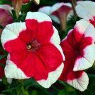 400 PCS Seeds Petunia 'Five-pointed star' Red White Flower 400 PCS Seeds Petunia 'Five-pointed star' Red White Flower